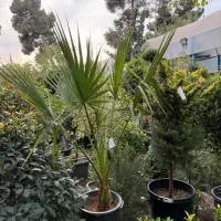 فروش گیاهان گلخانه سار|خدمات باغبانی و درختکاری|تهران, سهروردی|دیوار