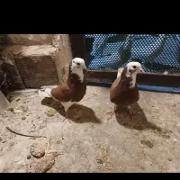 کفتر شازده گلی خال سرور