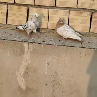 کفتر بلژیکی شهرستانی دورگ|پرنده|وحیدیه, |دیوار