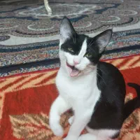 گربه  Dsh|گربه|تهران, ابوذر|دیوار