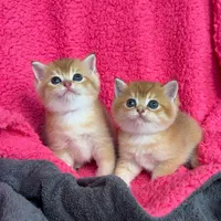 گربه اصالت دار و خالص از همه نژاد ها