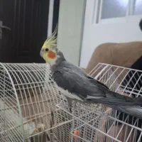 طوطی عروس