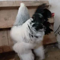 جوجه برهما|حیوانات مزرعه|نوشهر, |دیوار