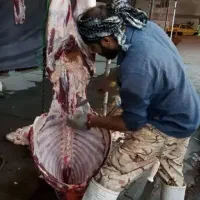 دام زنده بهداشتی کردی. افشارکردی باسکول دیجیتال|حیوانات مزرعه|تهران, شهید بهشتی|دیوار