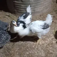 نیمچه خروس گلین|حیوانات مزرعه|اطاقور, |دیوار