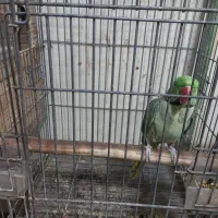 شاه طوطی مولد روی تخم