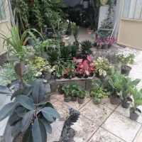 فروشنده خانم در گلفروشی