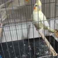 عروس هلندی همراه با تخم|پرنده|بوکان, |دیوار