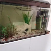 آکواریوم ماهیران|ماهی|محمدشهر, ولدآباد|دیوار