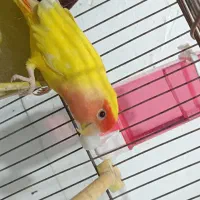 پرنده|پرنده|زهک, |دیوار