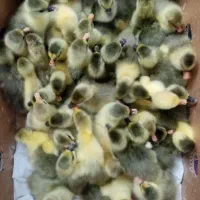 جوجه غاز و قوغاز