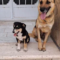 توله سگ ژرمن