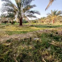 باغبان|خدمات باغبانی و درختکاری|میرجاوه, |دیوار