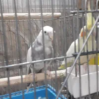 فوش عروس هلندی البینو دوکت نر