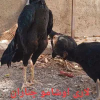 تخم مرغ نطفه دار  خروس اشامو و مرغ لاری|حیوانات مزرعه|چناران, |دیوار