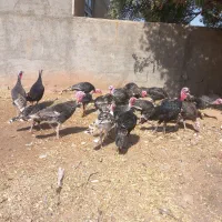 بوغلمون فروشی|حیوانات مزرعه|تربت جام, بوستان وحدت|دیوار