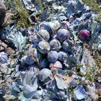 کلم برگ|گل و گیاه طبیعی|اهر, |دیوار