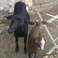 بز دورگ با بزغاله