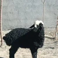 بره.ماده|حیوانات مزرعه|مشهد, کلاته برفی|دیوار