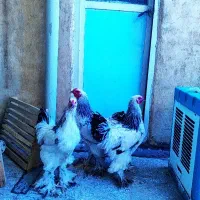 فروش سه عدد خروس برهما نژاداصیل