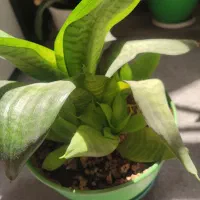 سانسوریا پاکوتاه