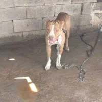 واگذاری سگ پیتبول