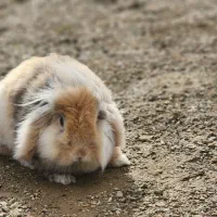 فروش خرگوش نر لوپ هلندی|موش و خرگوش|دیواندره, |دیوار