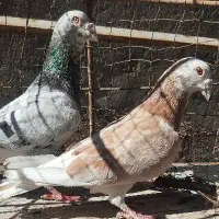 کبوتر سور المانی