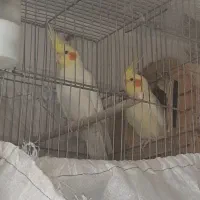 جفت عروس هلندی درجه یک|پرنده|شیراز, شهرک نیروی انتظامی|دیوار