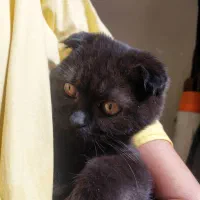 گربه اسکاتیش|گربه|کرمانشاه, |دیوار