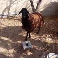 گوسفند میش شیشک جوان ملارد
