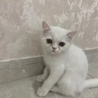 واگذاری بچه گربه|گربه|ایلام, |دیوار