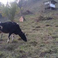 گاو شیر ده|حیوانات مزرعه|تالش, هشتپر|دیوار