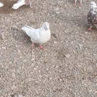 کبوتر سرور عطیقه با سیاه پاپر