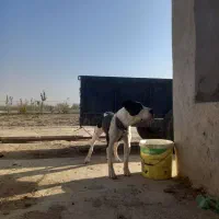 توله سگ پیتبول کنکورسو|سگ|گلبهار, نوبهار|دیوار