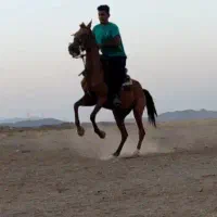 مادیون هنر دار