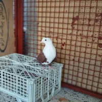 کبوتر نهبندان|پرنده|نهبندان, |دیوار