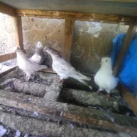 کبوتر سفید کاکلی|پرنده|سرخنکلاته, |دیوار