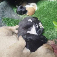 واگذاری رایگان