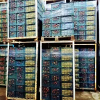 سیب درختی|خوردنی و آشامیدنی|شاهین‌شهر, برخوار غرب|دیوار