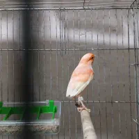 یک جفت رد فاکتور نرو ماده