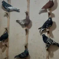 تعداد ۲۰ عدد کبوتر جفتی ۷۰۰ تکی قیمتش فرق میکنه|پرنده|شیراز, شهرک مهرگان|دیوار