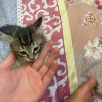 گربه|گربه|اردبیل, |دیوار