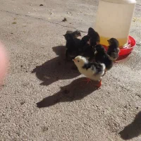 جوجه گلین موجوده