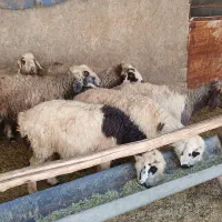 میش جوان داشتی