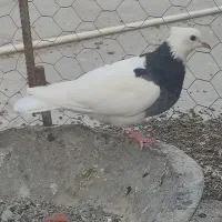سه تا رنگه