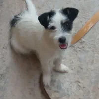 سگ خونگی خوشگل