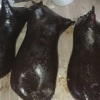 هیزه|لوازم جانبی حیوانات|جوانرود, |دیوار