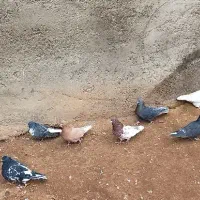 کبوتر جنس عالی