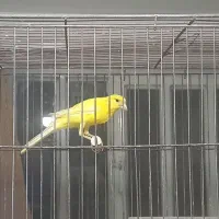 جفت قناری آماده|پرنده|اردکان, |دیوار